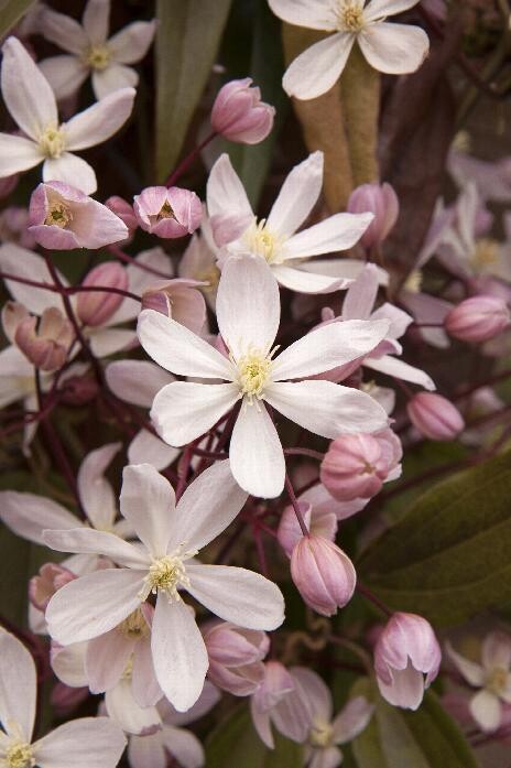 Clematis armandii 'Apple Blossom', Clematide - vaso Ø17 cm, h 80 cm