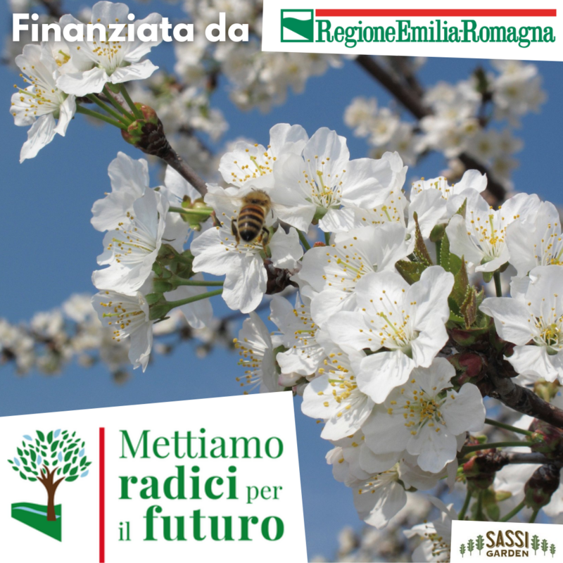 MRPF Ciliegio Selvatico (Prunus avium, Ciliegio Selvatico, Ciliegio degli uccelli) Pianta in  alveolo