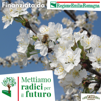 MRPF Ciliegio Selvatico (Prunus avium, Ciliegio Selvatico, Ciliegio degli uccelli) Pianta in vasetto 10x10 h 60 cm MRPF Ciliegio Selvatico (Prunus avium, Ciliegio Selvatico, Ciliegio degli uccelli) Pianta in vasetto 10x10 h 60 cm
