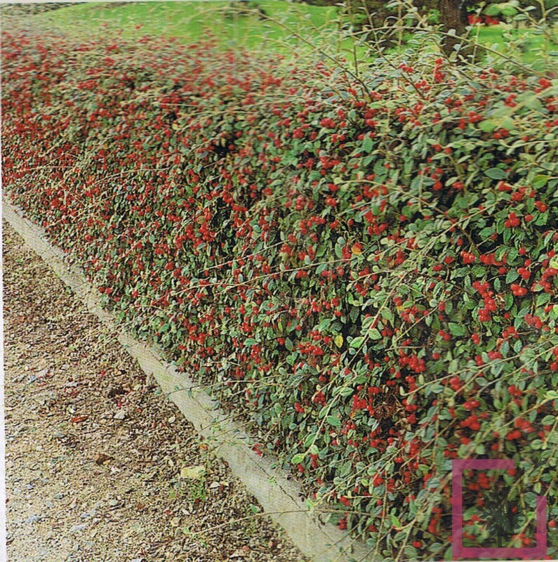 Cotoneaster Franchetii, Cotognastro di Franchet - vaso Ø17 cm
