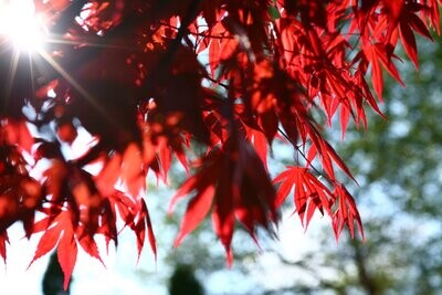 Acer palmatum 'Fire Glow', Acero Giapponese Rosso Palmato 'Bagliore di Fuoco' FG1 - vaso Ø 24cm H 110/120cm