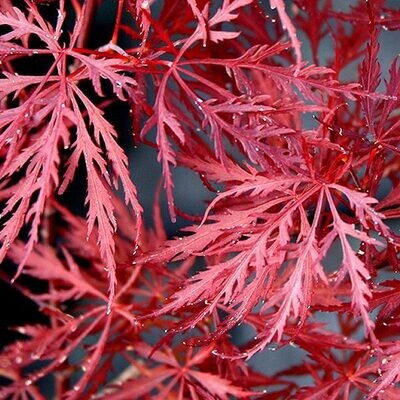 Acer palmatum Dissectum " Stella Rossa " - Acero Giapponese Nano - vaso Ø 22cm H 110/120cm