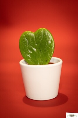 Hoya Kerrii vaso 6 cm + vaso ceramica