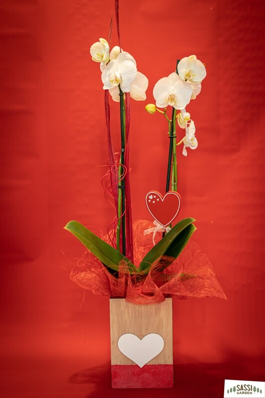 Phalaenopsis vaso Legno