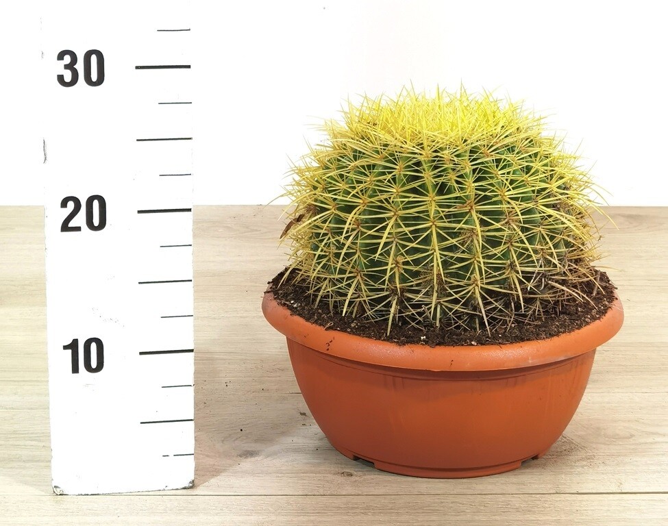 Echinocactus grusonii, Cuscino della Suocera/Cactus - vaso Ø 25cm