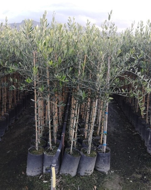 Olea europaea var. Taggiasca - Ulivo - Olivo - vaso 15x15