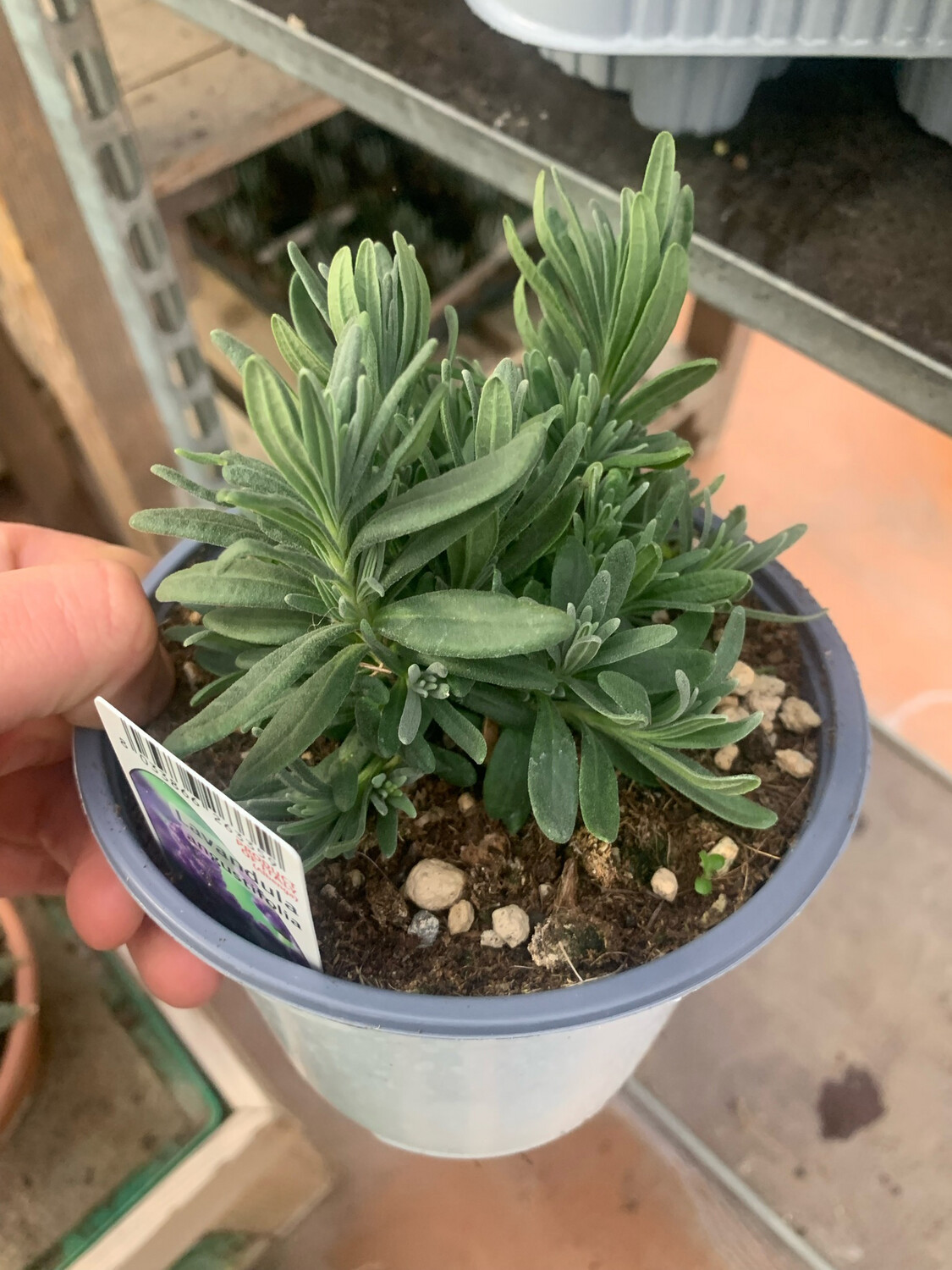 Lavandula angustifolia ' Hidcote Blue ' - Lavandula Nana - vaso Ø14 cm