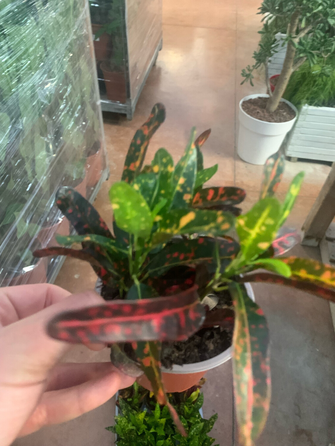 Piante da appartamento, il verde in casa