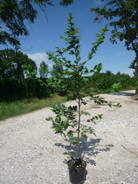 Carpino Bianco, Carpinus Betulus (ramificato) - vaso Ø24 cm, h 150-170 cm (mess)