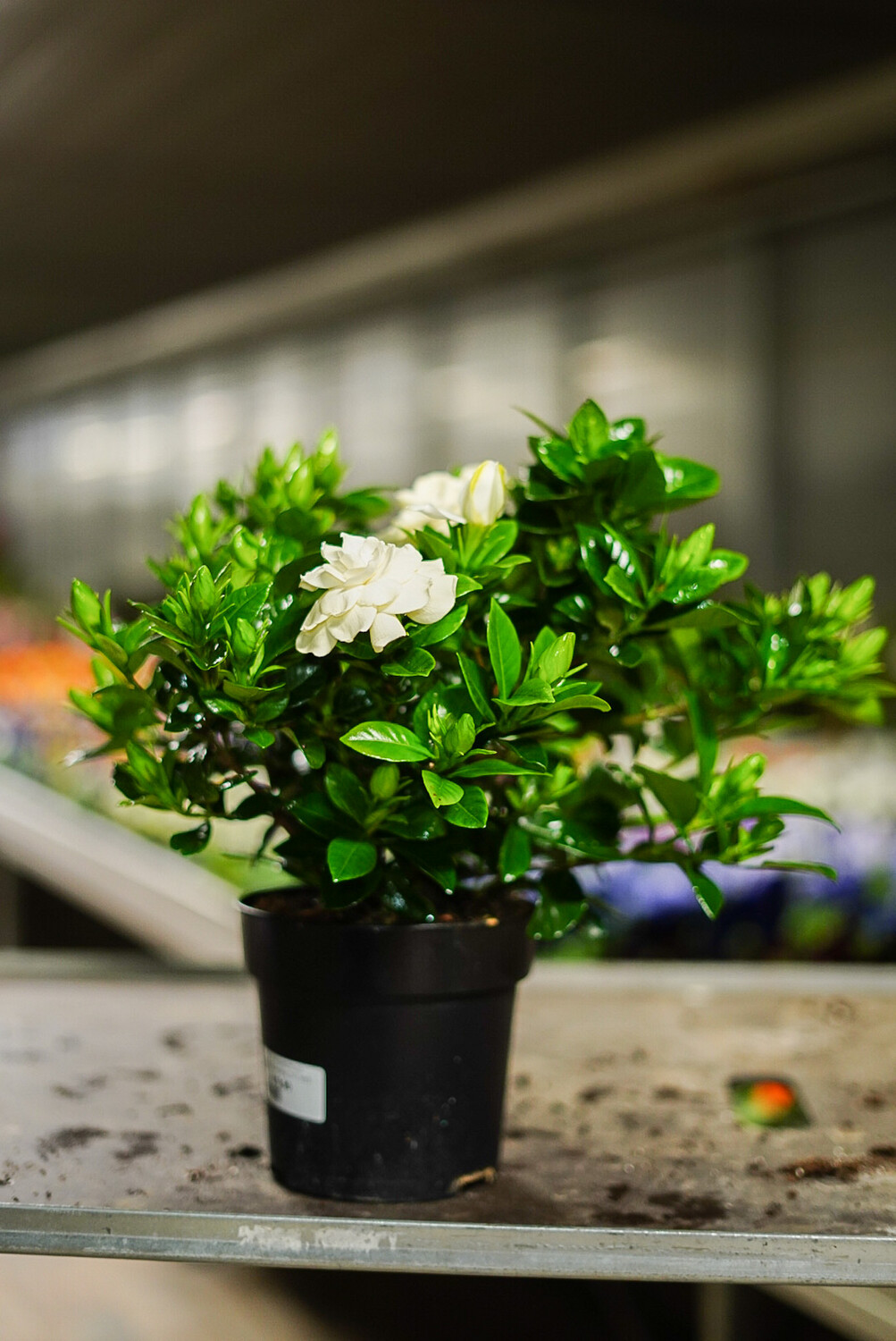 Gardenia jasminoides - vaso Ø 15 cm