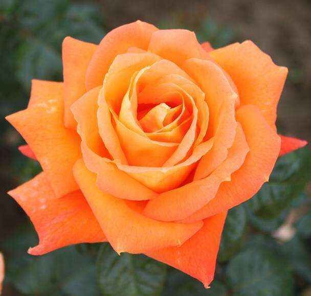 Rosa Rose - Grandi Fiori - Meilland Louis de Funes® - Vaso 22x26