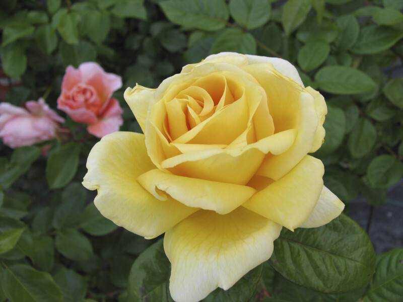 Rosa Rose - Grandi Fiori - Michelangelo® - Vaso 22x26