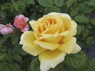 Rosa Rose - Grandi Fiori - Michelangelo® - Vaso 22x22