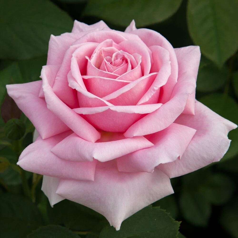 Rosa Rose - Grandi Fiori - Frederic Mistral® - Vaso 22x22