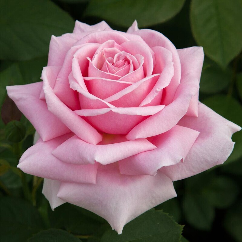 Rosa &#39; Frédéric Mistral &#39; ® Rosa Gradi Fiori - vaso 22X22 cm
