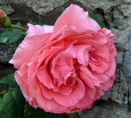 Rosa Rampicante &#39;Dee Dee Bridgewater&#39; - vaso Ø22 cm