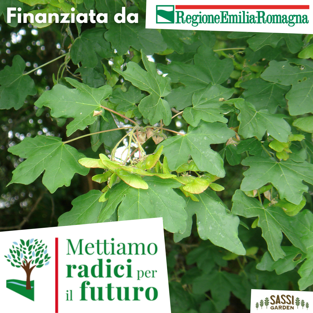 TEC Acer Opulifolium (Opalus, Acero Opalo, Acero Alpino, Opalo dalle foglie glabre, Acero Italico, Loppo) Albero h 40 cm