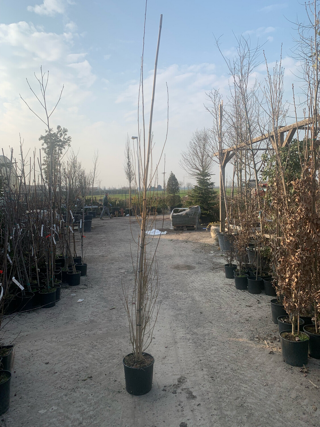 Piante Di Pioppo Cipressino (Populus Nigra Italica) - 4 Piante Alte 80/100 Cm, Vaso 9 Cm