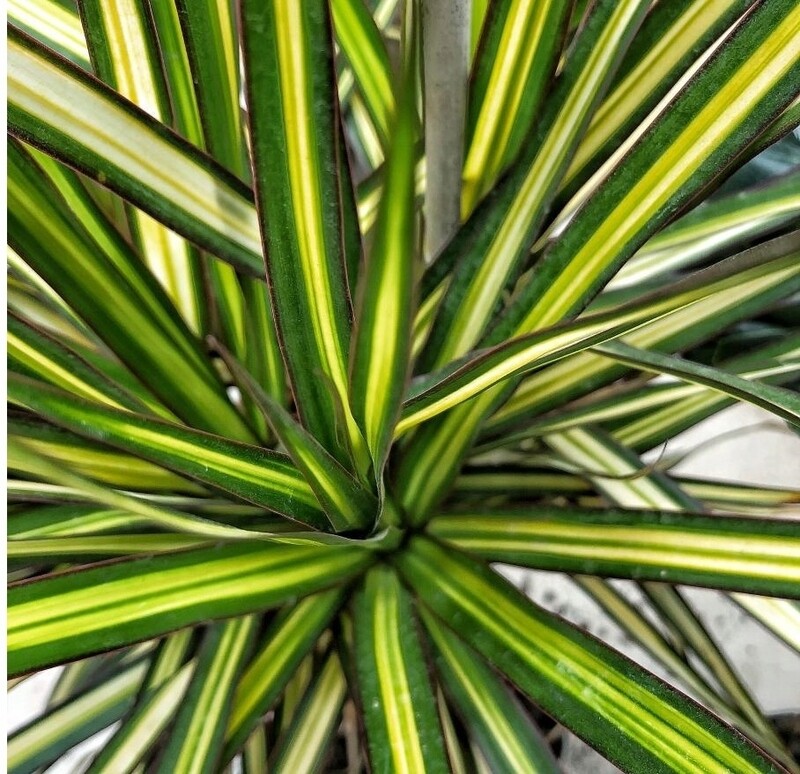 Dracena marginata &#39;Sunray&#39;, Dracaena - vaso Ø17 cm