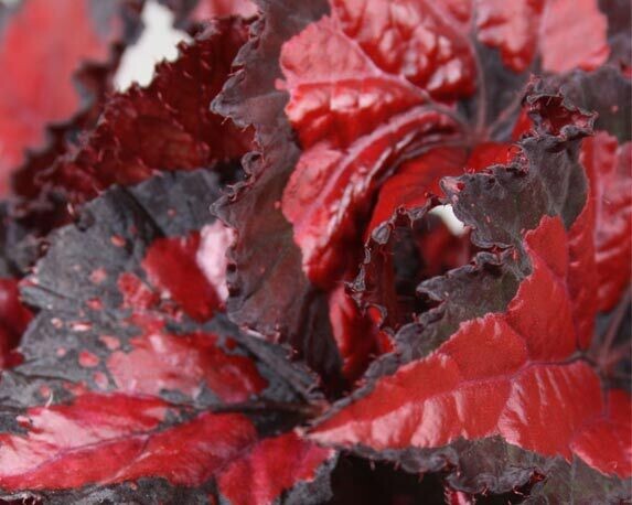 Begonia &#39;Beleaf Inca Night - vaso Ø12 cm