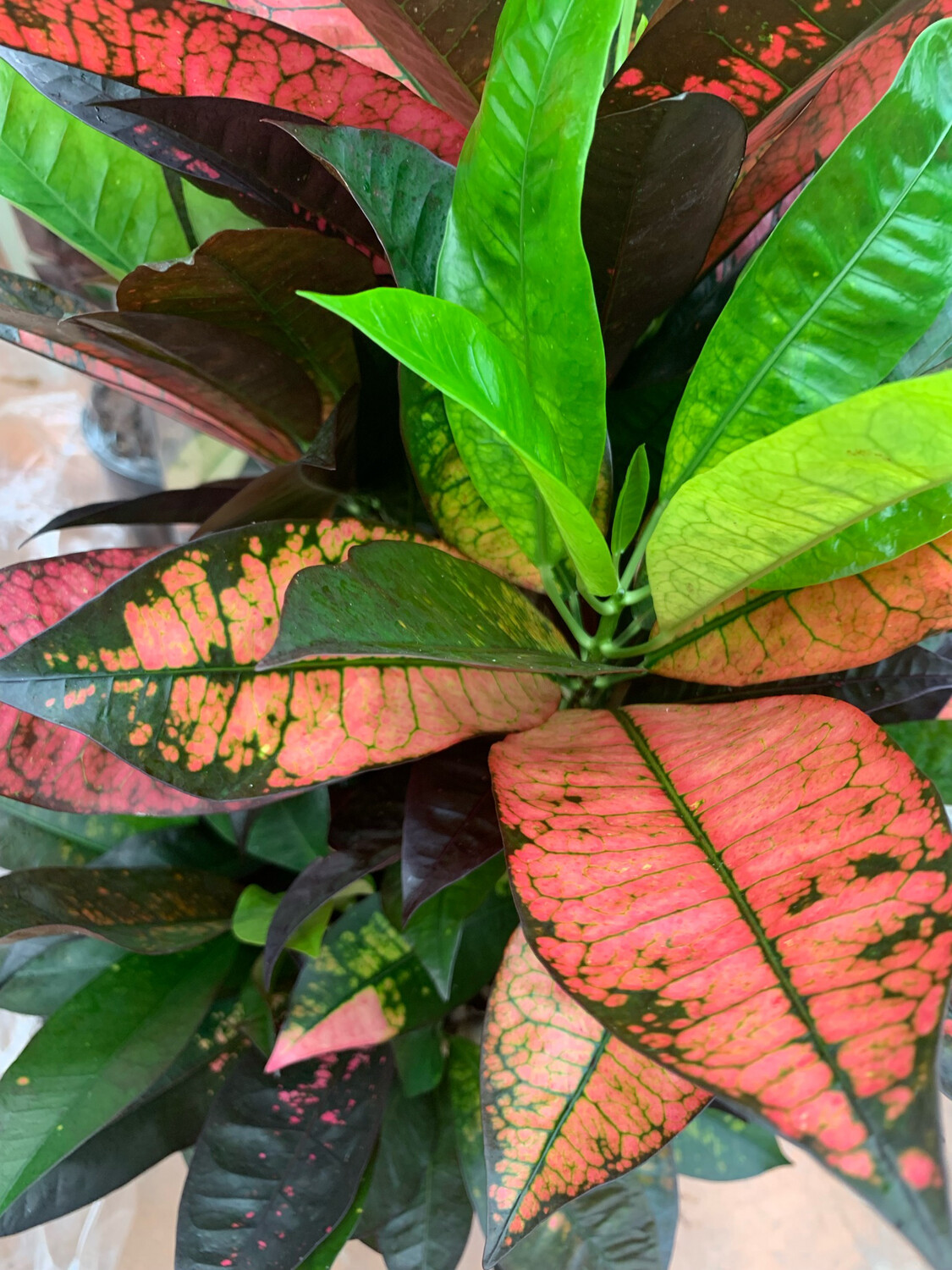 Croton Codiaeum Iceton vaso Ø 26 cm