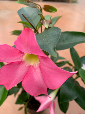 Dipladenia, Mandevilla sanderi - vaso Ø14 cm