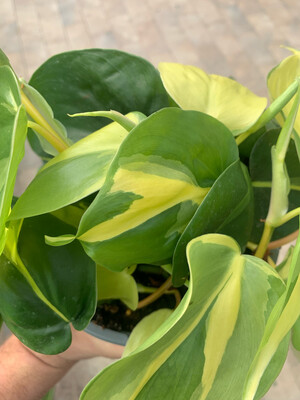 Philodendron Scandens Brasil, Filodendro - vaso Ø17 cm