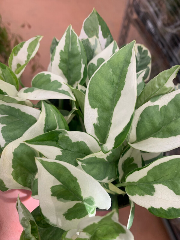 Epipremnum aureum &#39; N&#39;Joy &#39;, Potus Enjoy, Potus, Potos, Pothos, Photus - vaso Ø13 cm