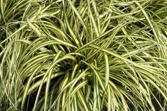 Carex evergold v13 cm