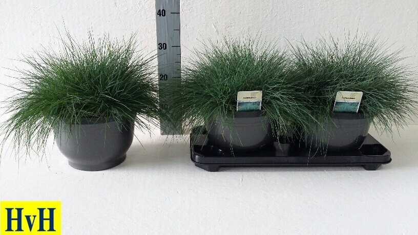 Festuca Glauca, Festuca azzurra  - vaso Ø23 cm
