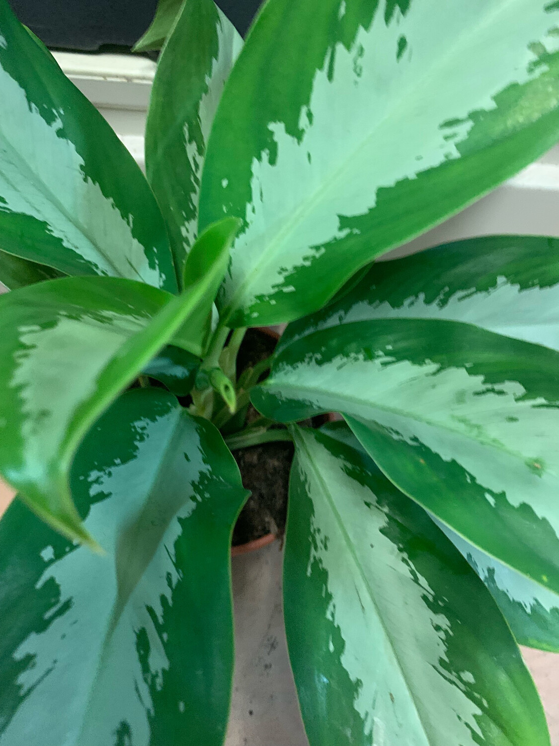 Aglanema &#39;Silver Bay&#39;, Pianta Portafortuna Feng Shui - vaso Ø17 cm