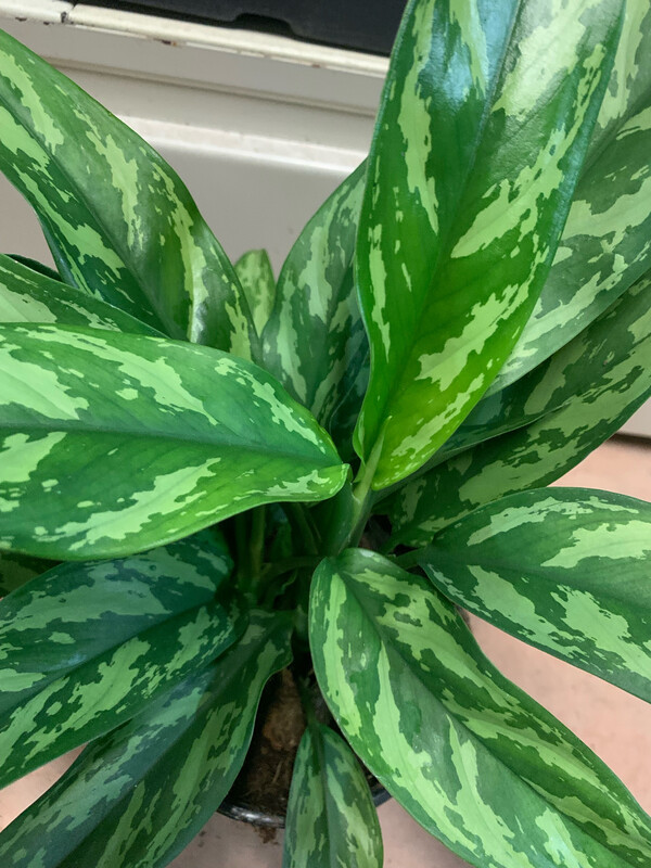 Aglaonema commutatum &#39;Maria&#39;, Pianta Cinese del Denaro - vaso Ø14 cm