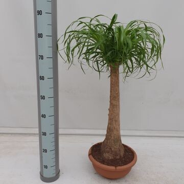 Beucarnea, Beaucarnea, Nolina Recurvata, Mangiafumo - ciotola Ø30 cm, tronco h 70-80 cm