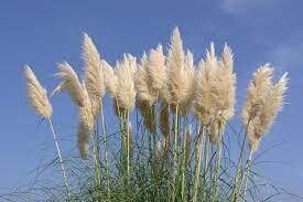 Cortaderia selloana &#39;Alba&#39;, Erba della Pampa, Gynerium - vaso Ø24, h 60-70 cm