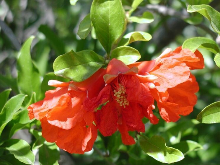Punica granatum 'Kizakuro' - Melograno da fiore - v18