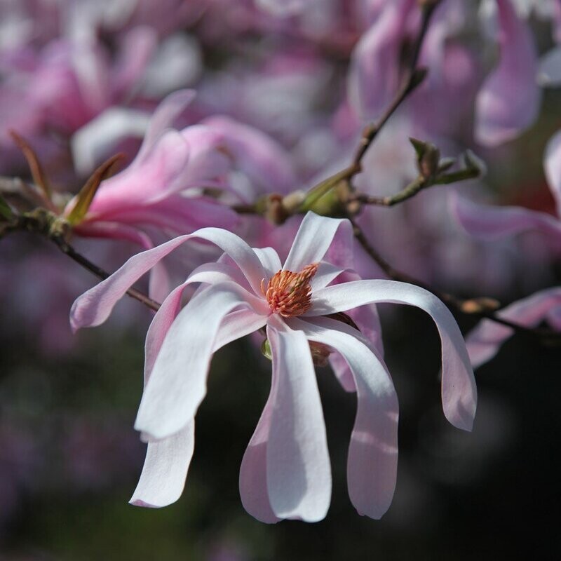 Magnolia da fiore, Magnolia x loebneri &#39;Leonard Messel&#39; - vaso Ø17 cm