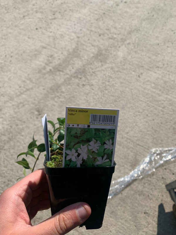 Vinca minor alba fiore bianco, pervinca - vaso Ø7 cm