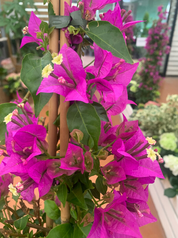 Bougainvillea sanderiana, Bouganville, Buganville - vaso Ø24, Piramide h 130 cm