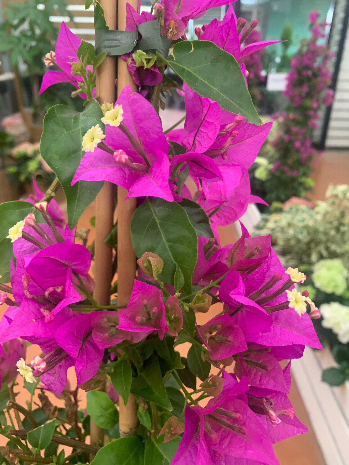 Bougainvillea sanderiana, Bouganville, Buganville - vaso Ø24, Piramide h 130 cm