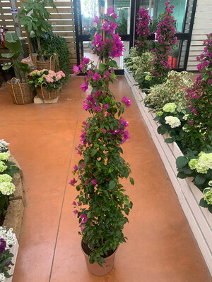 Bougainvillea sanderiana, Bouganville, Buganville - vaso Ø24, Piramide h 130 cm