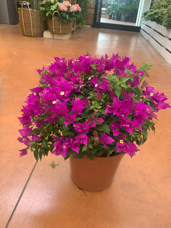 Bougainvillea sanderiana, Bouganville, Buganville - vaso Ø24 cm, cespuglio