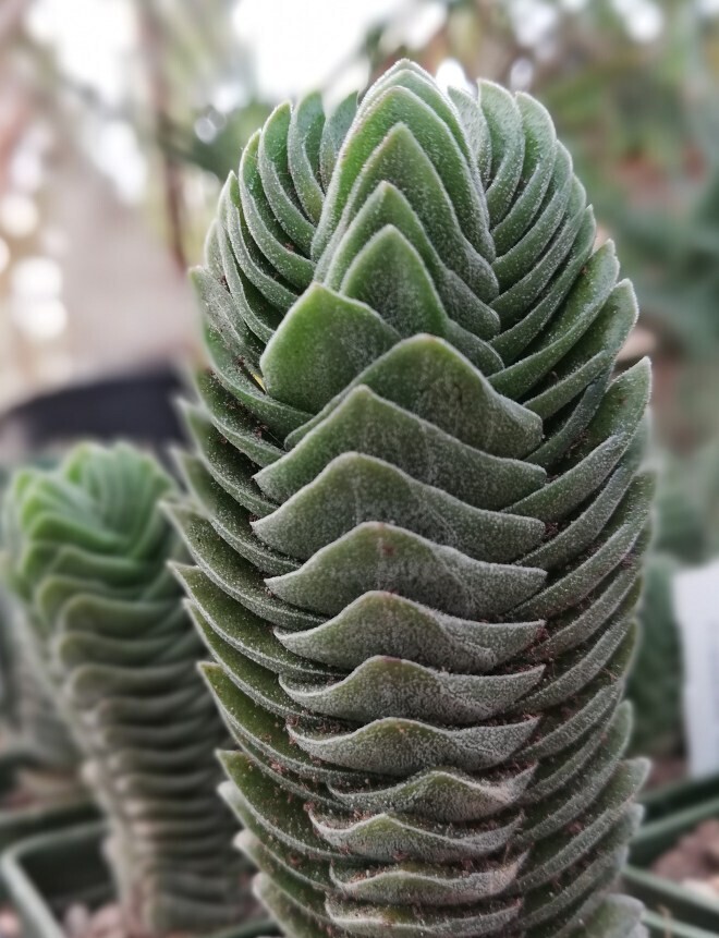 Crassula cv. &#39;Buddha’s Temple&#39;,  Tempio di Buddha - vaso Ø6 cm