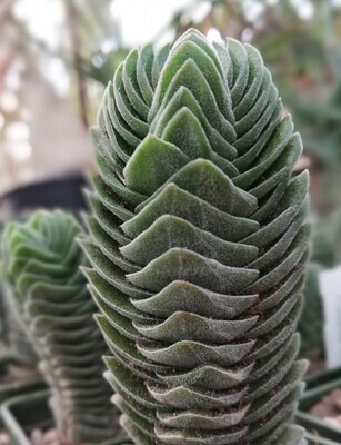 Crassula cv. &#39;Buddha’s Temple&#39;,  Tempio di Buddha - vaso Ø6 cm