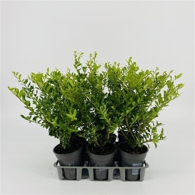 Ilex crenata &#39;Glory Gem&#39;  - v10  h 20 (sostituto del bosso )