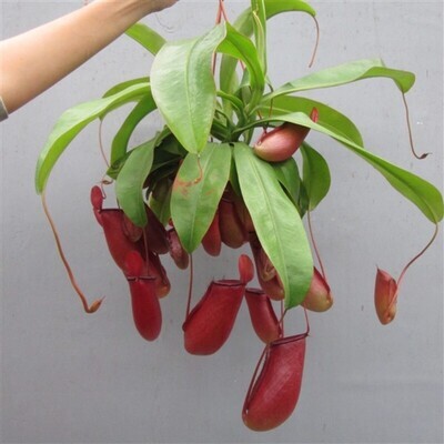 Nepenthes CARNIVORA BLOODY MARY basket 14 cm