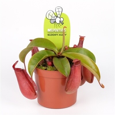 Nepenthes CARNIVORA BLOODY MARY vaso 8