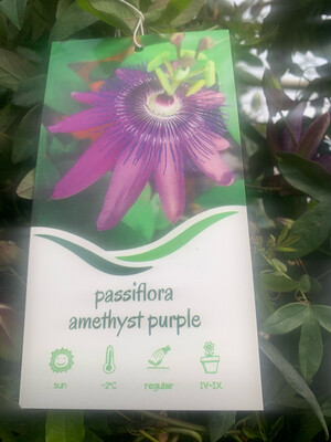 Passiflora Amethyst Purple vaso 17