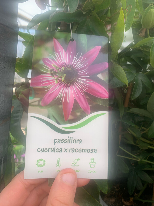 Passiflora Caerulea violacea - Fiore della passione - v17
