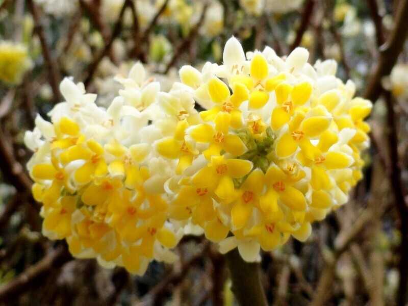 Edgeworthia Chrysantha, Bastone di San Giuseppe - vaso Ø18cm