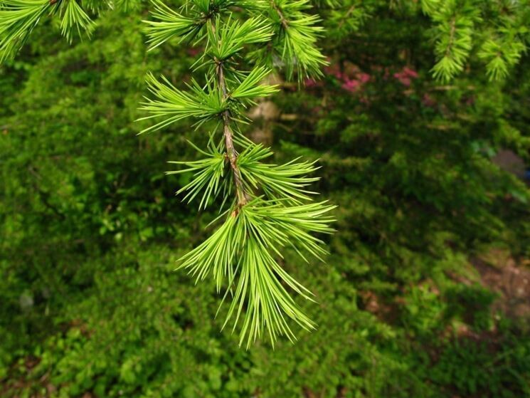 Cedrus libani, Cedro Libanese, Cedro del Libano - vaso Ø16 cm